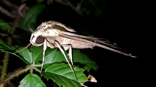 Insect wings markings