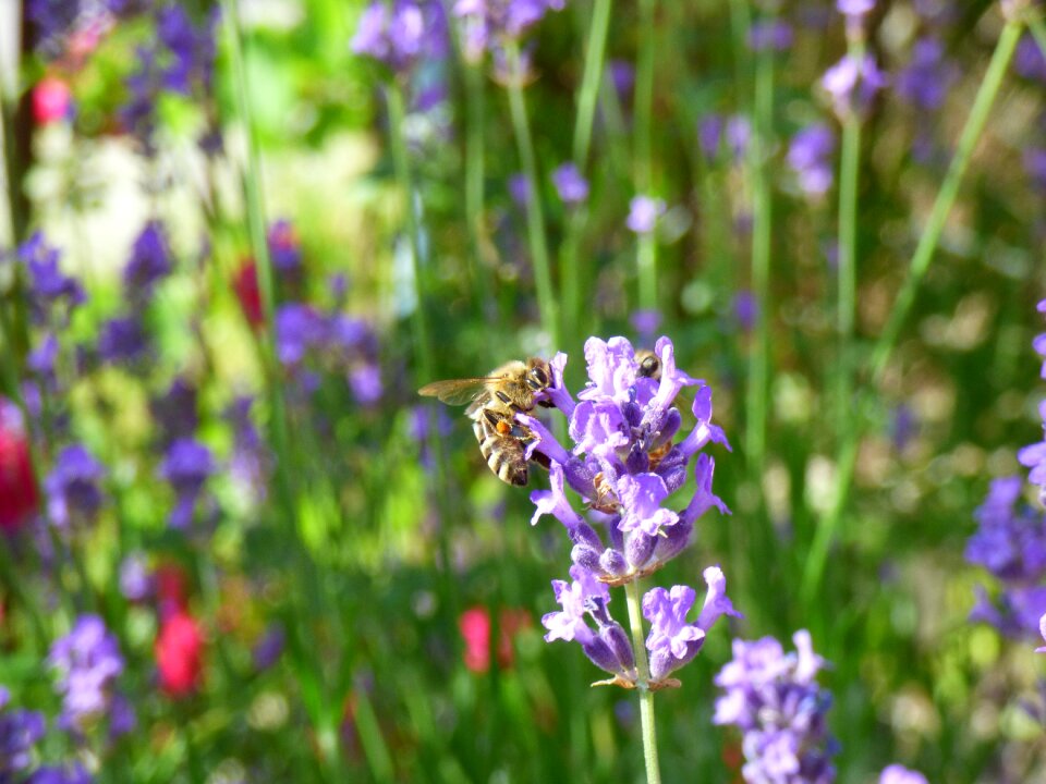 Bee garden summer flower photo