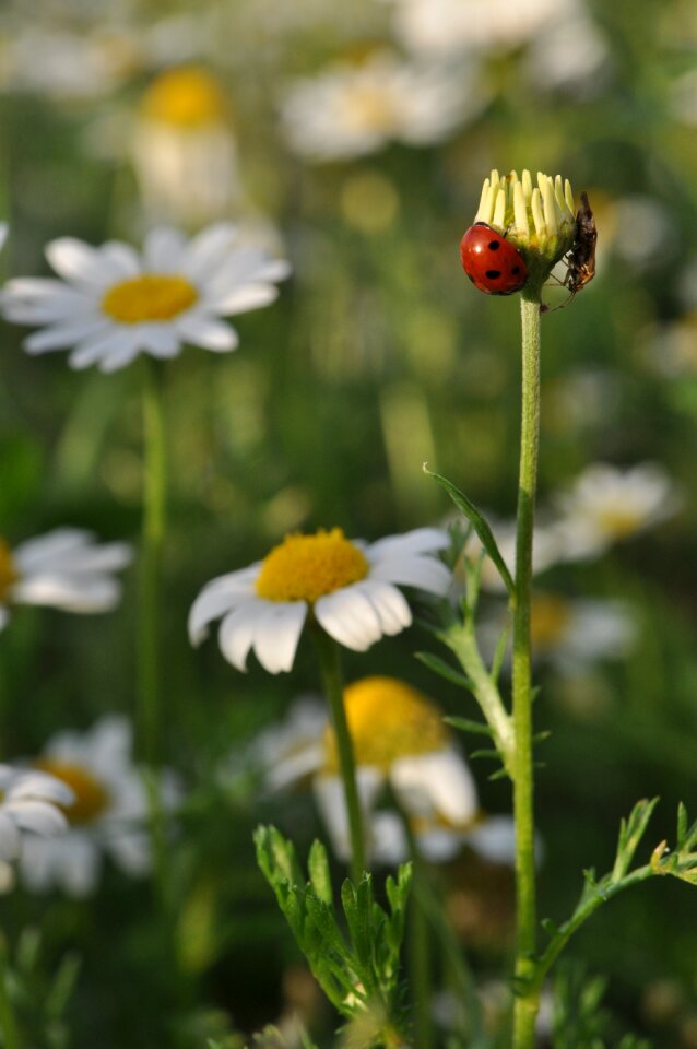 Plant insect ladybug