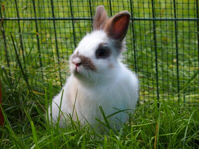 Munchkins dwarf rabbit figure photo