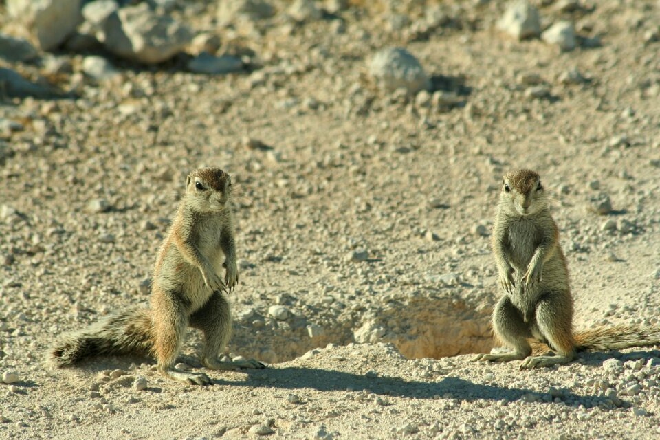 Namibia xerus inauris
