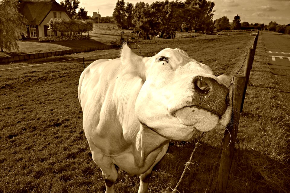 Animal mammal bovine