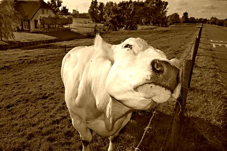 Animal mammal bovine photo