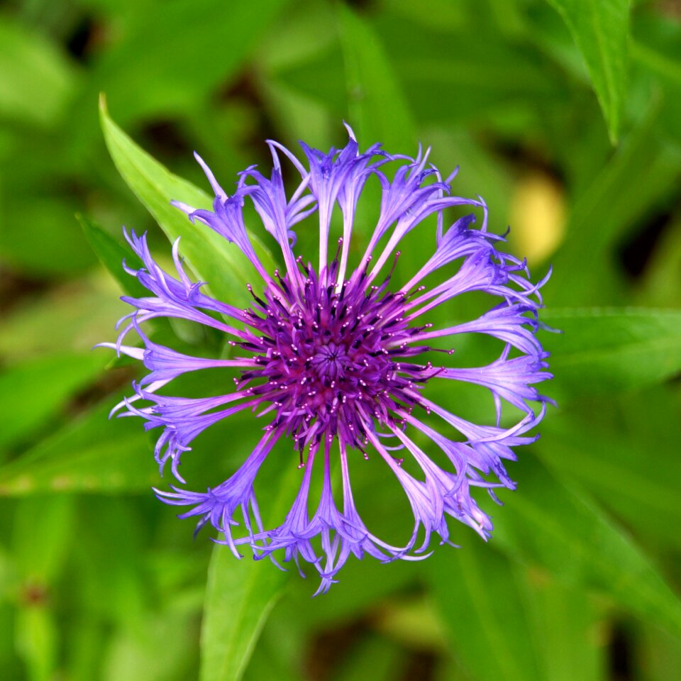 Knapweed frail few