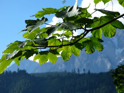 Tree green spring photo