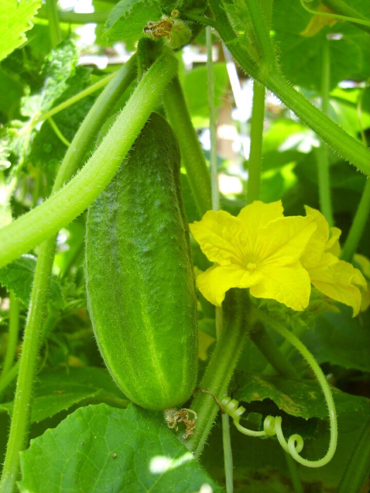 Cucumber flower green