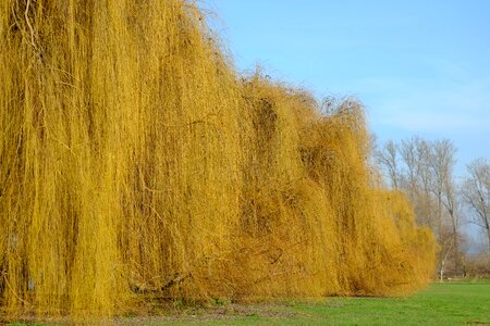 Salix babylonica salicaceae landscape photo