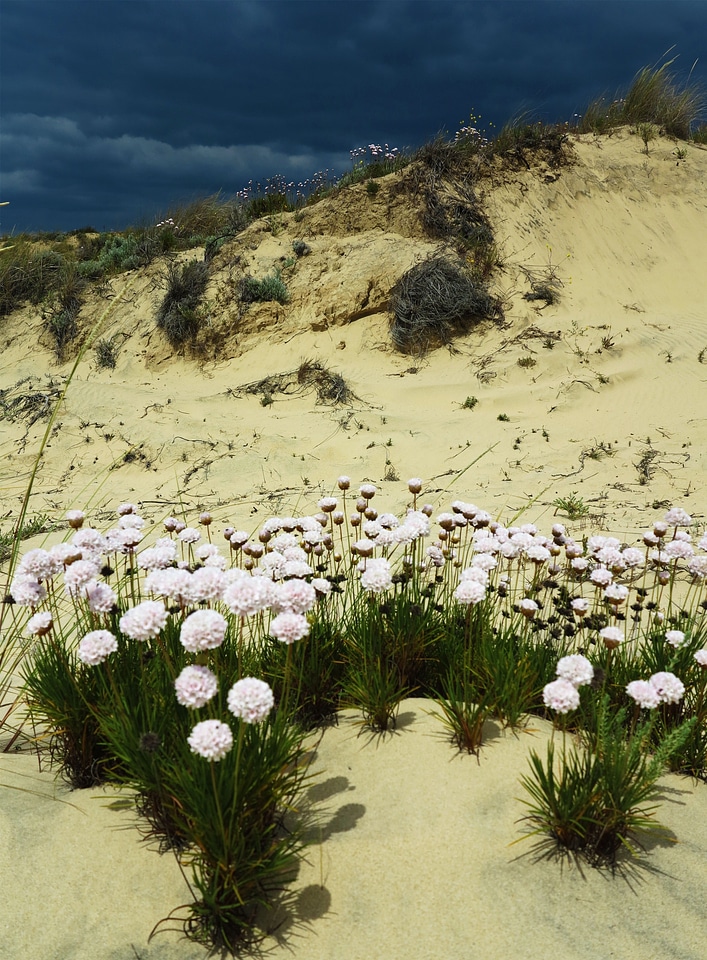 Wildflower flowers floral