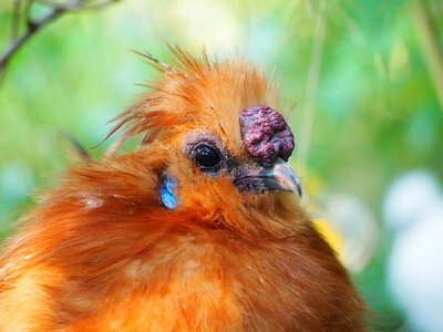 Feather bird plumage