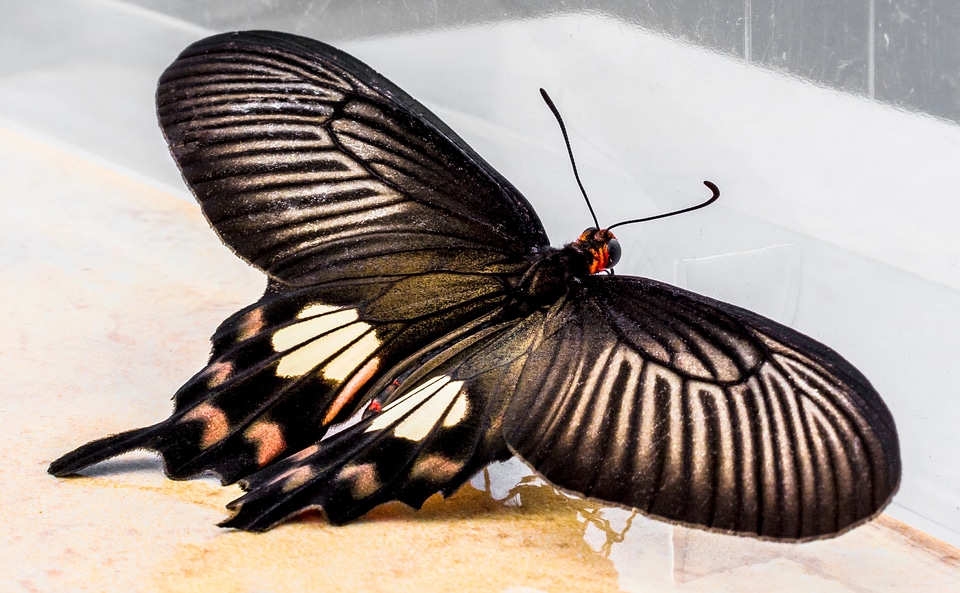 Butterfly insect Free photos