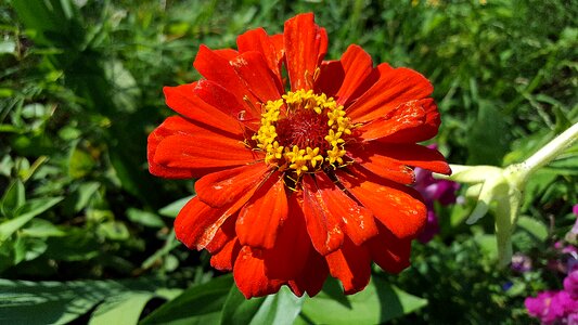 Pink flower asteraceae blossom photo