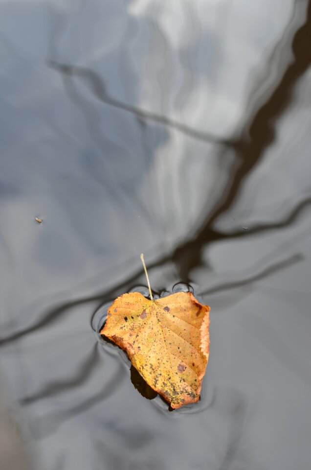 Mast sailing vessel autumn
