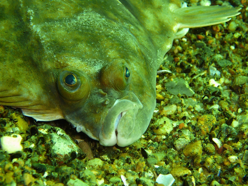 Fish eat underwater