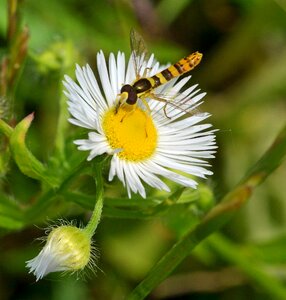 White blossom meadow macro
