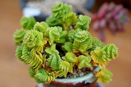 Succulent plant cactus houseleek
