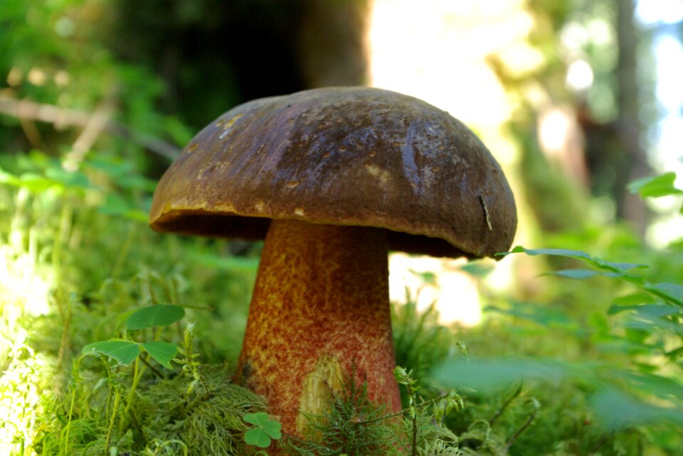 Forest nature mushroom