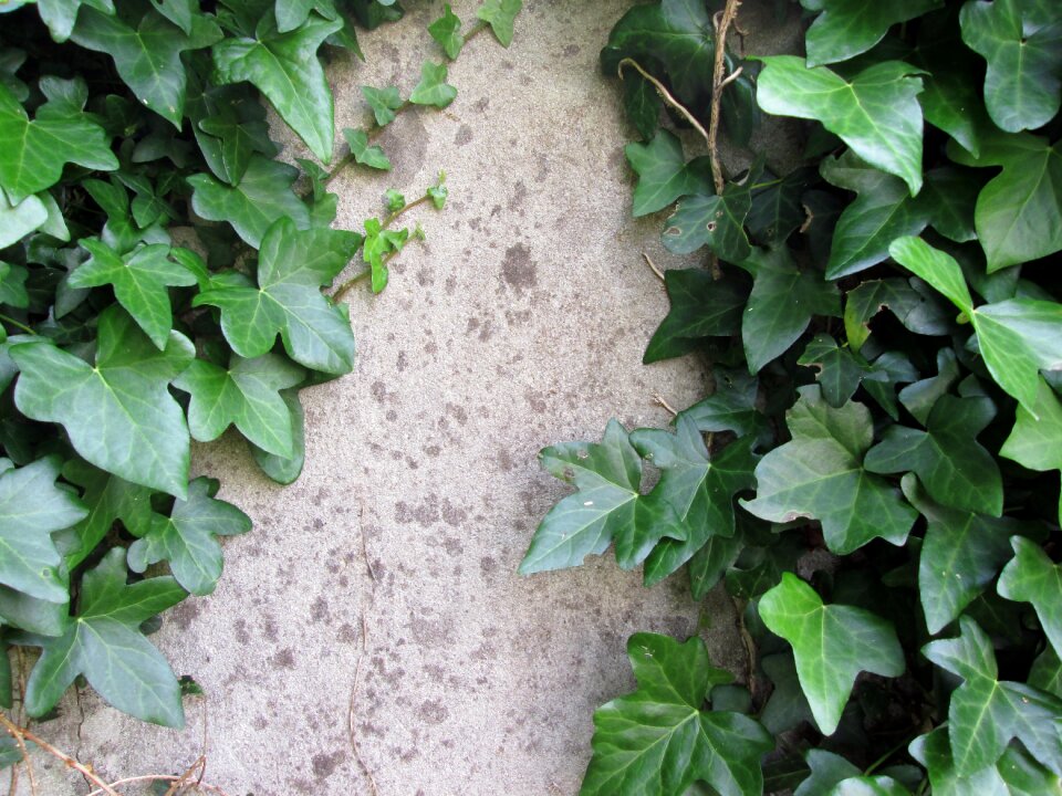 Rustic green english ivy