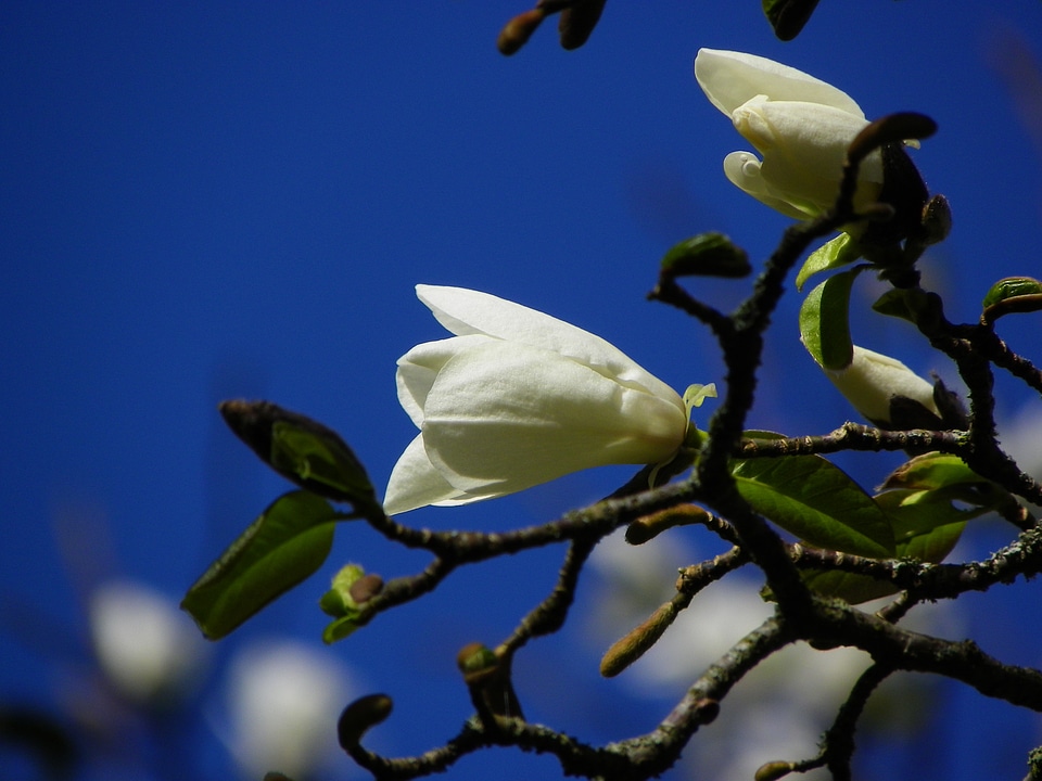 White tree bloom