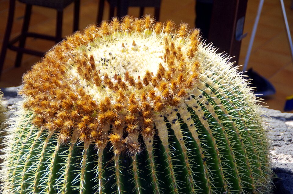 Flower buds stepmother cushion mamillaria