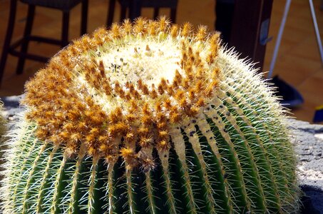 Flower buds stepmother cushion mamillaria