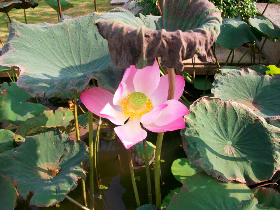 Nature lotus flowers green