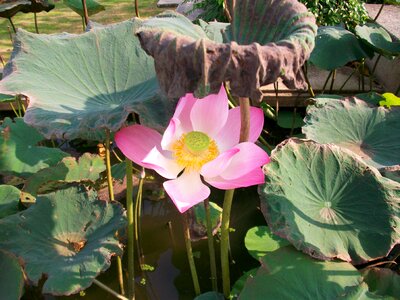 Nature lotus flowers green photo