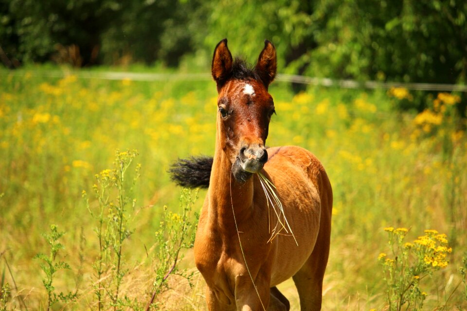 Thoroughbred arabian suckling young animal