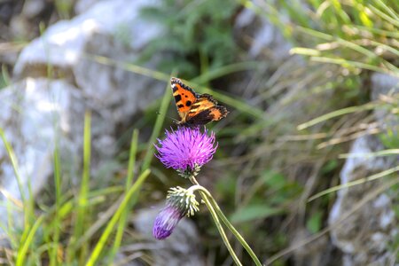 Pieniny nature poland photo