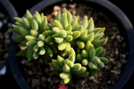 Succulent plant cactus houseleek