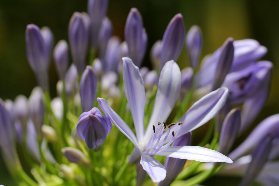 Bloom nature garden