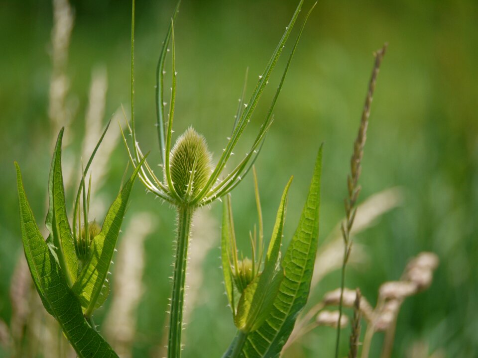 Wild teasel plant grassland plants