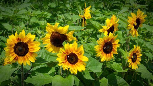 Plant yellow nature