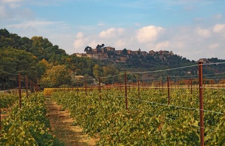 Winegrowing landscape provence