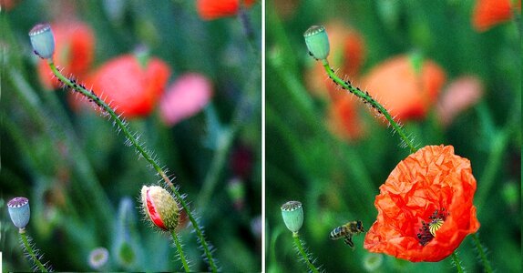 Development bud flower