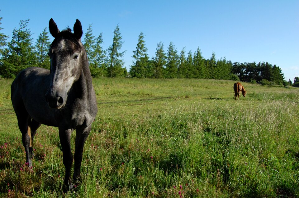 Summer animals horses