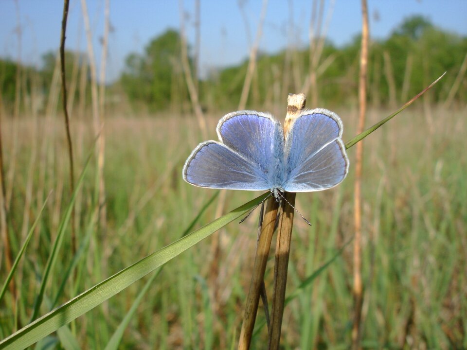 Insects moth nature