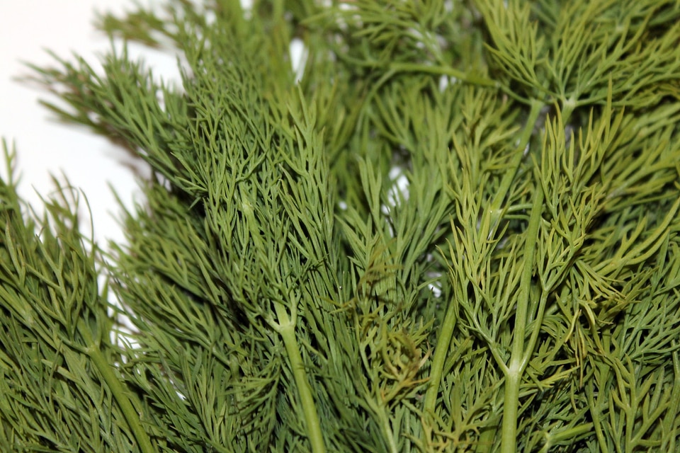 Green spice cucumber herb