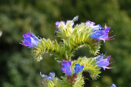 Flowers blue purple