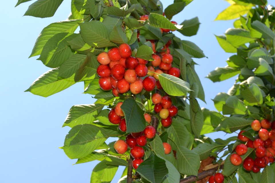 Fruit summer season