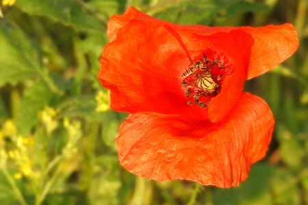 Red insect wild bees