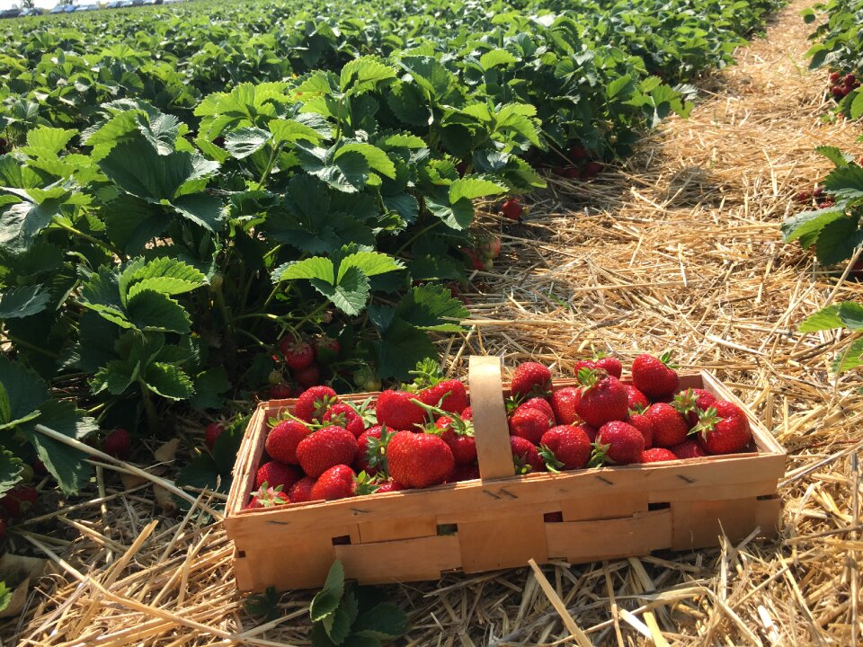Berries strawberry plant strawberry patch