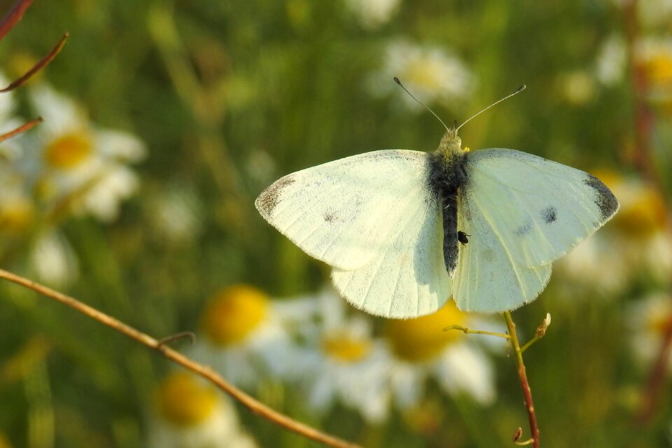 Summer nature butterflies