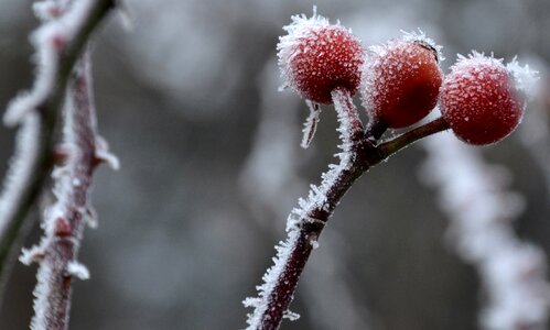 Nature cold winter magic photo