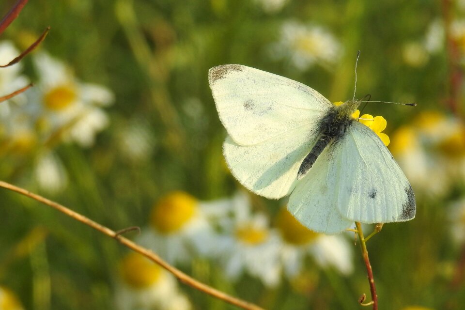 Summer nature butterflies