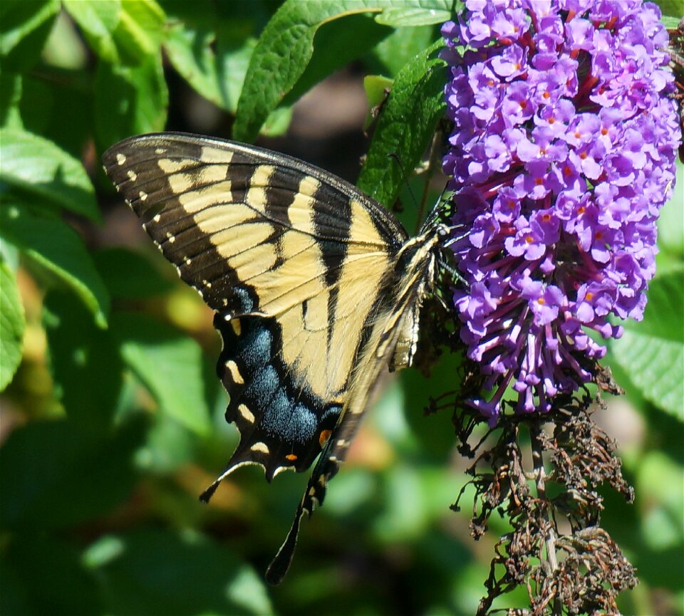 Insect animal garden