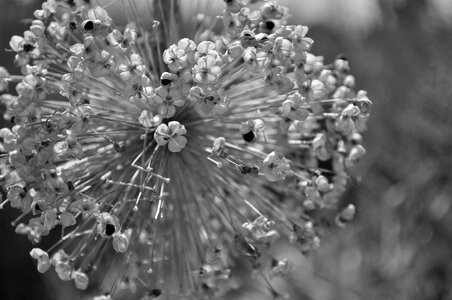 Plant ball leek allium photo