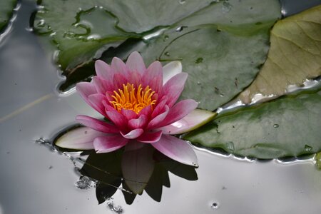 Water petals