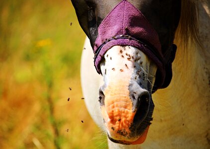 Flying pasture fly mask