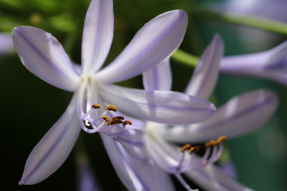 Bloom nature garden