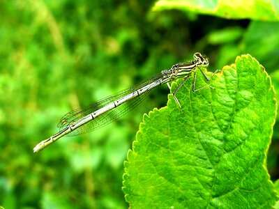Macro nature winged insects